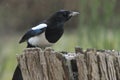 Eurasian magpie looking for food