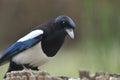 Eurasian magpie looking for food