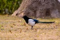 Eurasian magpie Pica pica with chick in beak, profile. Bird in the crow family Corvidae with prey taken from nest of