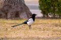 Eurasian magpie Pica pica with chick in beak, profile. Bird in the crow family Corvidae with prey taken from nest of