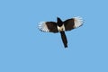 Eurasian Magpie or Magpie, Pica pica, in flight.