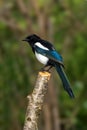 Eurasian magpie (Pica pica) bird perched on a tree stump Royalty Free Stock Photo