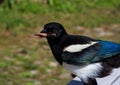 A eurasian Magpie or Pica Pica has some meat in his beak.