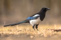 Eurasian Magpie looking at camera