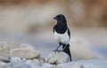 Eurasian Magpie Pica pica is one of the smartest crows.