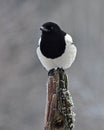 The Eurasian magpie, Pica pica sits on an old frosty stump