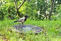 Eurasian magpie, pica pica, sitting on moss branch isummer nature. Dark bird with turquoise wings and tail looking in green bough