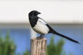 Eurasian magpie on a pole