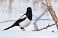 Eurasian magpie sits in the snow and carefully and sternly looking straight into the lens. Royalty Free Stock Photo