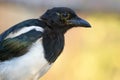 Eurasian magpie very close autumn portrait with detailed beak and eyes