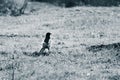 Eurasian magpie walking away Single lonely bird