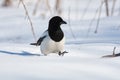 Eurasian magpie is walking briskly through the snow in the fores
