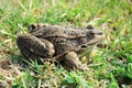 Eurasian Marsh Frog Royalty Free Stock Photo