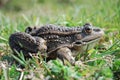 Eurasian Marsh Frog Royalty Free Stock Photo