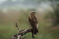 Eurasian marsh harrier or Circus spilonotus portrait or closeup perched on tree trunk with natural green background at keoladeo