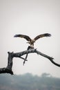 A Eurasian Marsh Harrier with fish