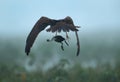 Eurasian Marsh harrier flying with a coot chick kill at Bhigwan bird sanctuary, Maharashtra