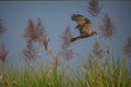 A Eurasian Marsh Harrier flying