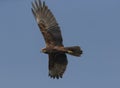 Eurasian Marsh harrier