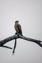 A Eurasian Marsh Harrier sitting on a branch