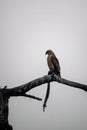 A Eurasian Marsh Harrier sitting on a branch