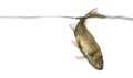 Eurasian minnow swimming down, under water line Royalty Free Stock Photo