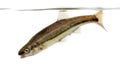 Eurasian minnow swimming down, under water line, Royalty Free Stock Photo