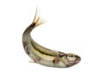 Eurasian minnow swimming, viewed from below Royalty Free Stock Photo