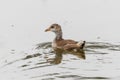 Eurasian Moorhen bird