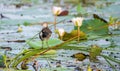 Eurasian moorhen juvenile bird rest on long reed stems above the lake vegetation in the morning