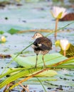 Eurasian moorhen juvenile bird rest on long reed stems above the lake vegetation in the morning