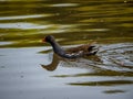 Eurasian moorhen on a pond 1