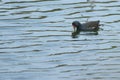 Eurasian Moorhen on a pond