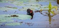 Eurasian moorhen swims through the vegetation of the tropical lake