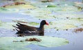 Eurasian moorhen swims through the vegetation of the tropical lake. moorhen side view photo