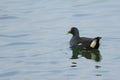 Eurasian Moorhen in Taiwan