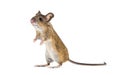 Eurasian mouse, Apodemus species