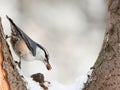 Eurasian Nuthatch