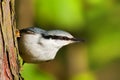 Eurasian Nuthatch