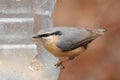 Eurasian Nuthatch Royalty Free Stock Photo