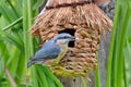 Eurasian Nuthatch