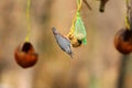 Eurasian nuthatch on bird feeder