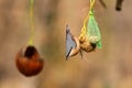 Eurasian nuthatch on bird feeder