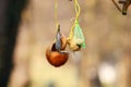 Eurasian nuthatch on bird feeder
