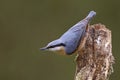 Eurasian nuthatch , a bird ready to fly Royalty Free Stock Photo