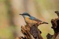 Eurasian nuthatch bird Sitta europaea perched on a tree trunk against a beautiful bokeh background. Royalty Free Stock Photo