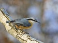 Eurasian Nuthatch on branch