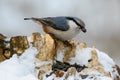 Eurasian Nuthatch, cute singing bird