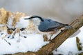 Eurasian Nuthatch, cute singing bird