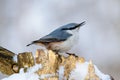 Eurasian Nuthatch, cute singing bird